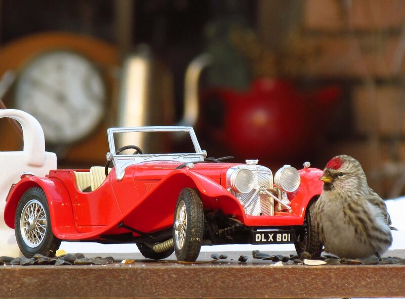 Bird Next to Toy Car