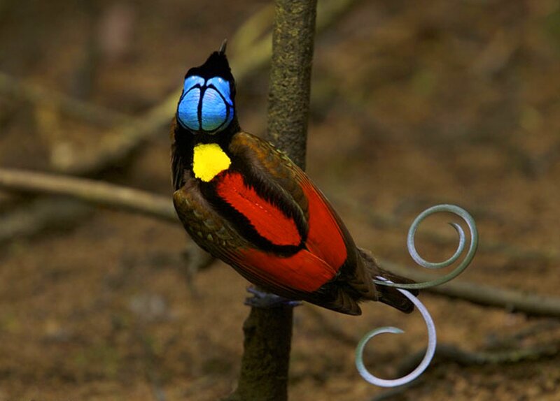 Bird of Paradise — Blue, Natural