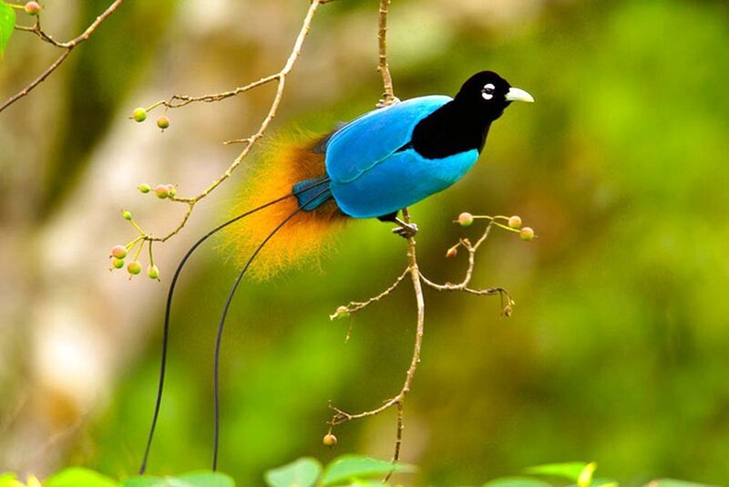 Bird of Paradise — Blue