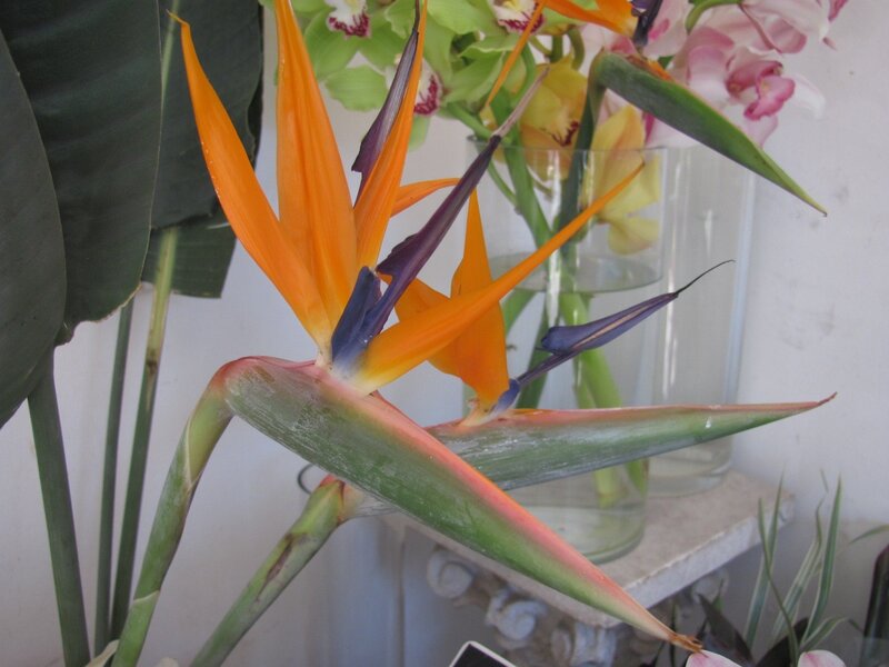 Bird of Paradise flower