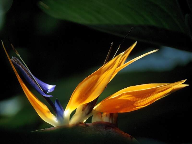 Bird of Paradise flower