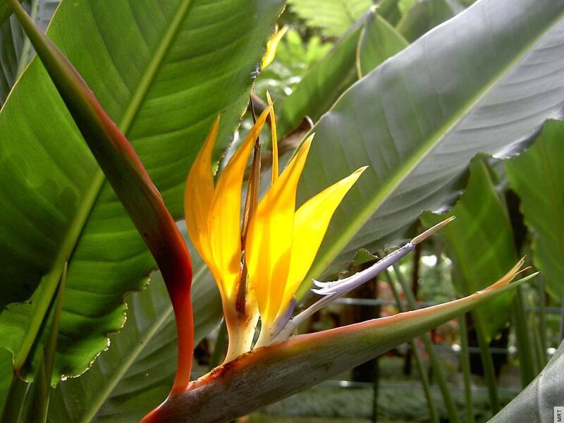 Bird of Paradise flower