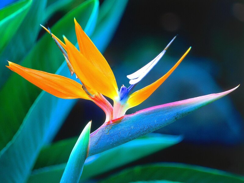 Bird of Paradise flower