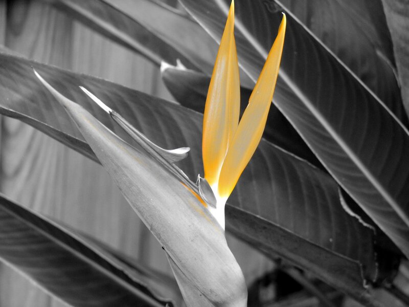 Bird of Paradise flower