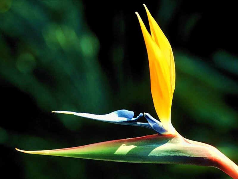 Bird of Paradise flower