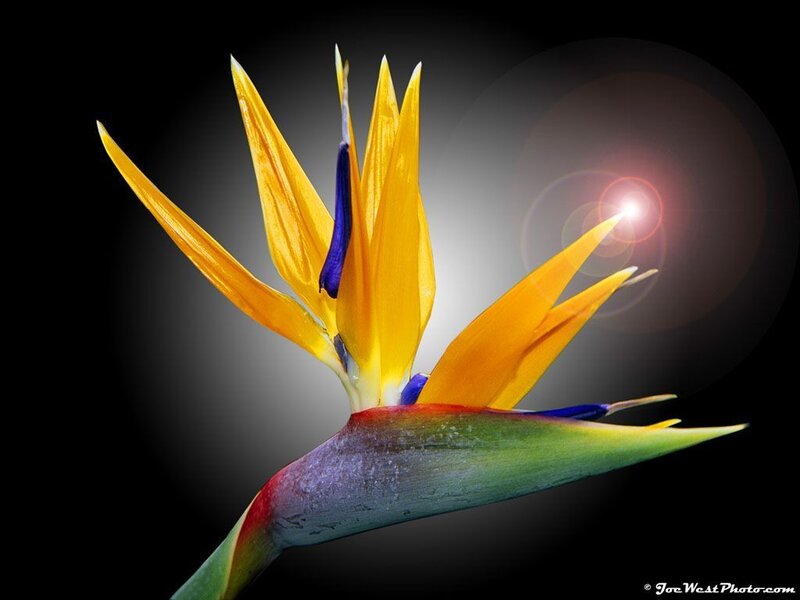 Bird of Paradise flower