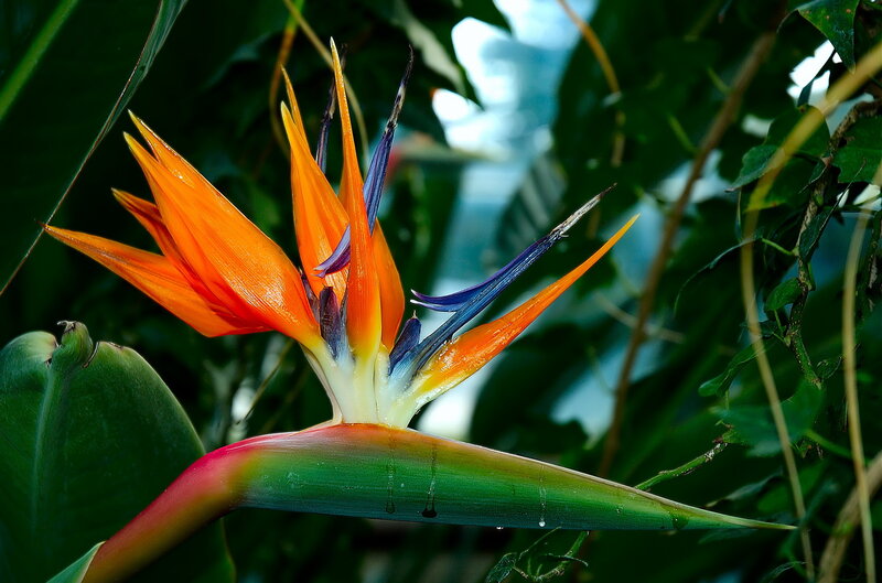 Bird of Paradise flower