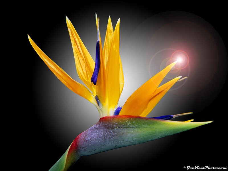 Bird of Paradise flower