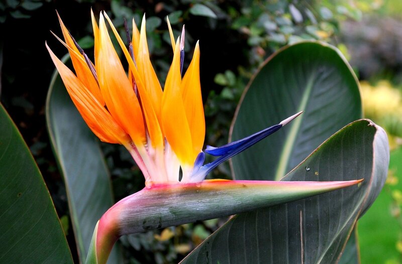 Bird of Paradise flower