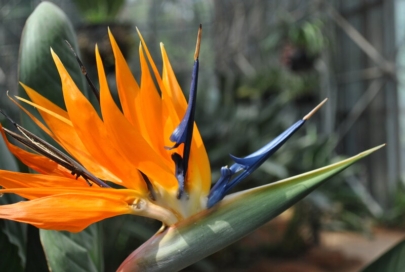 Bird of Paradise flower