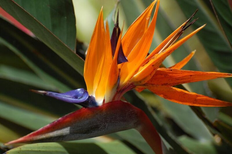 Bird of Paradise flower