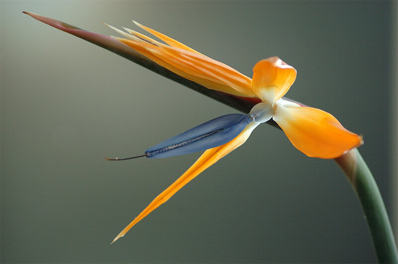Bird of Paradise flower