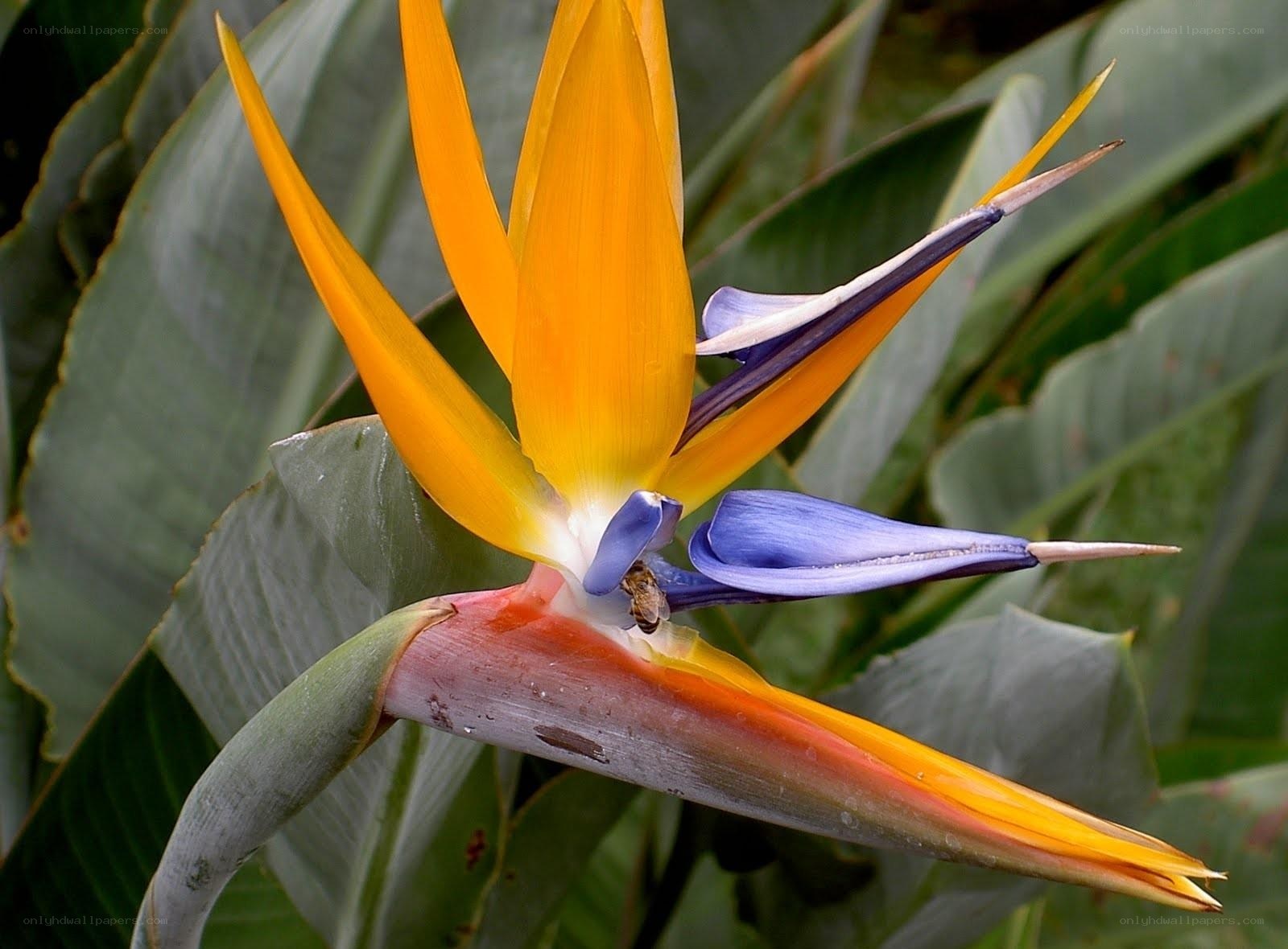 Bird of Paradise flower