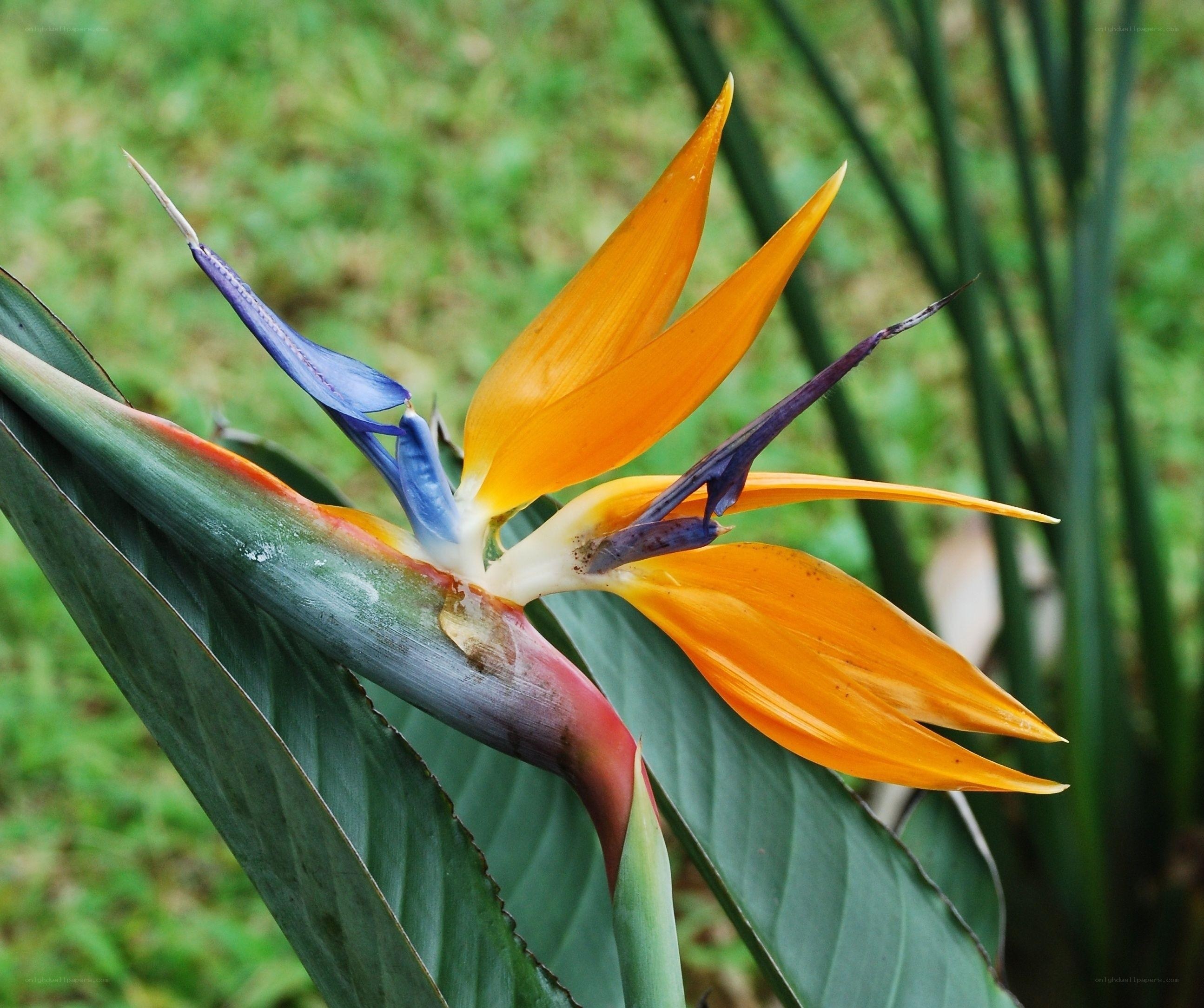 Bird of Paradise flower