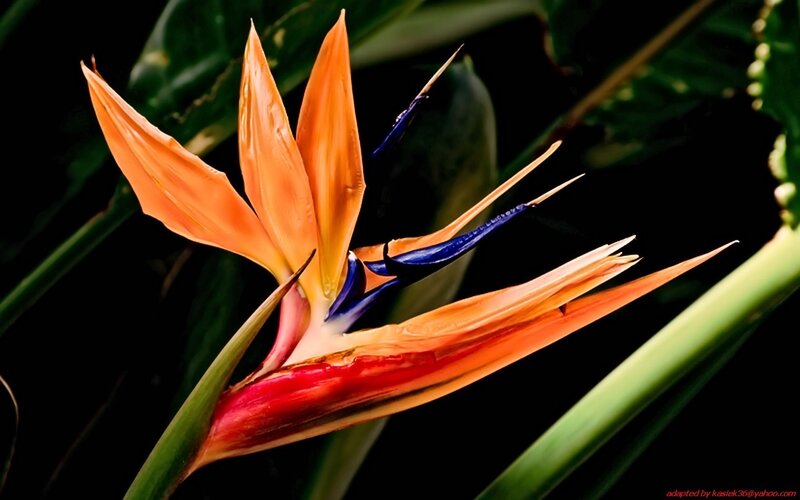 Bird of Paradise flower