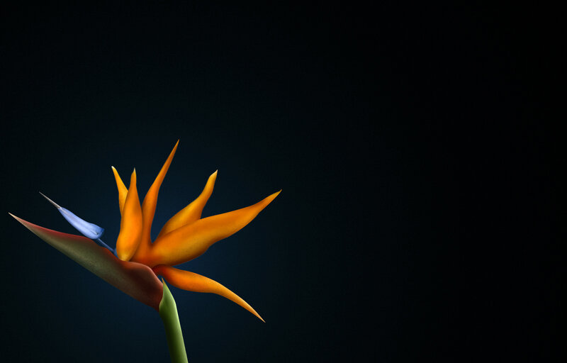 Bird of Paradise flower