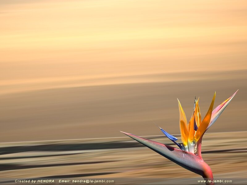 Bird of Paradise flower at sunset
