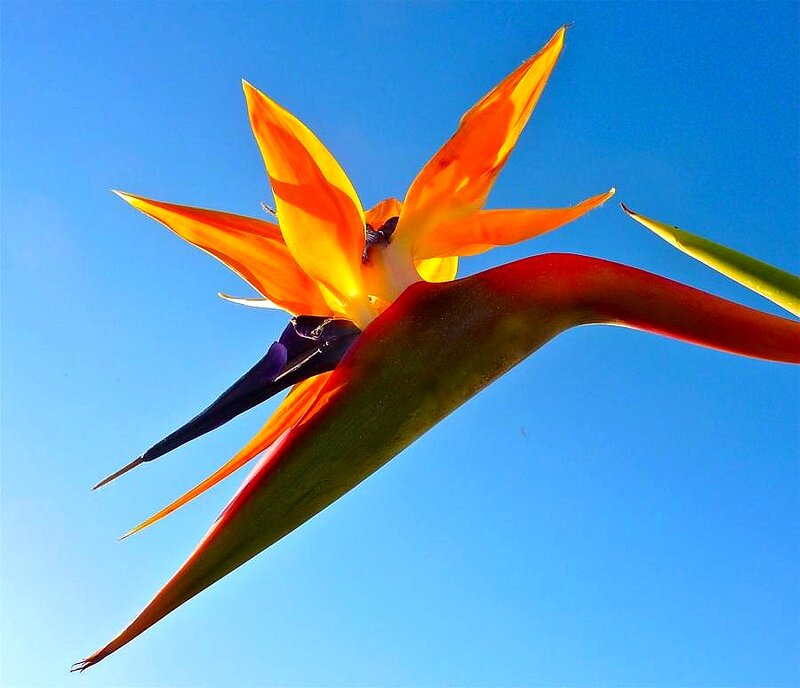 Bird of Paradise Flower — Blue
