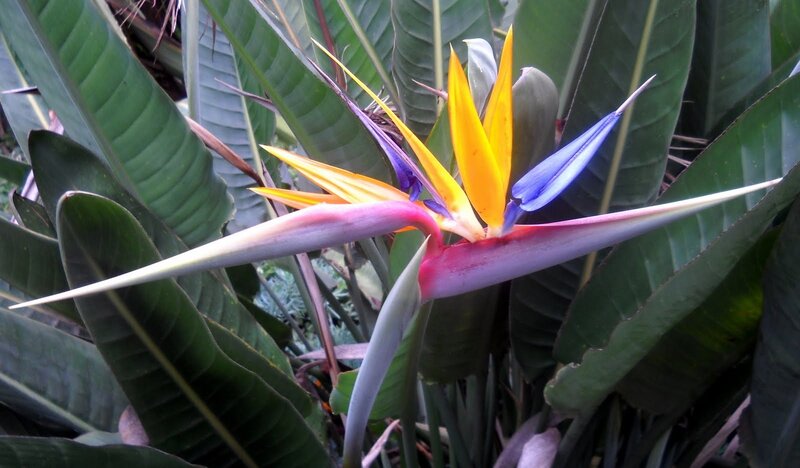 Bird of Paradise Flower — Green