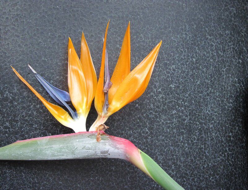 Bird of Paradise Flower — Orange, Calm, Photograph