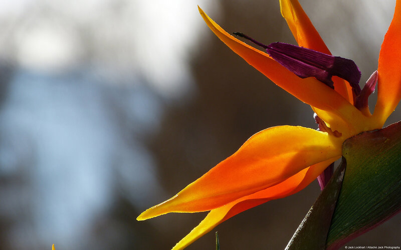 Bird of Paradise Flower — Orange, Dramatic, Afternoon