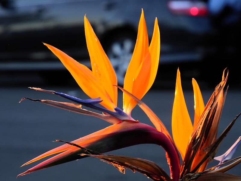 Bird of Paradise Flower — Orange, Dramatic, Sunset