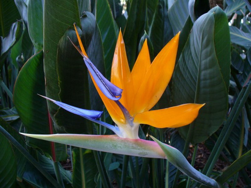 Bird of Paradise Flower — Orange, Natural, Photograph