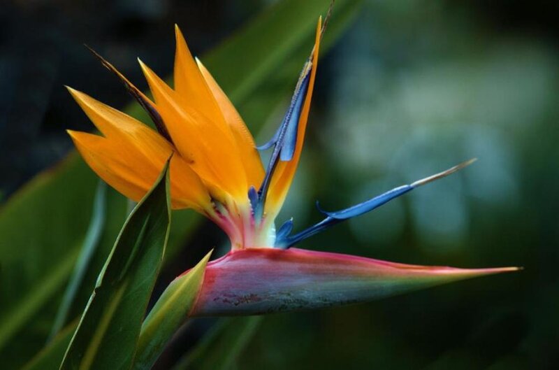 Bird of Paradise Flower — Orange