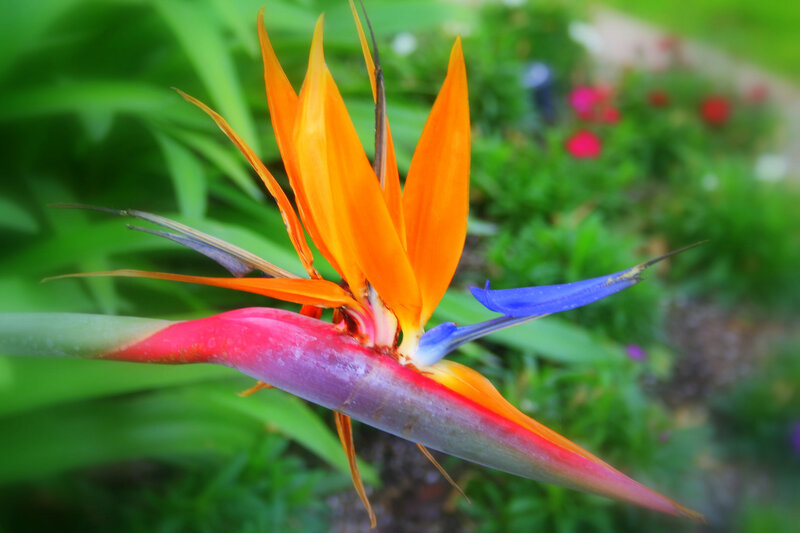 Bird of Paradise Flower — Orange, Vibrant, Afternoon