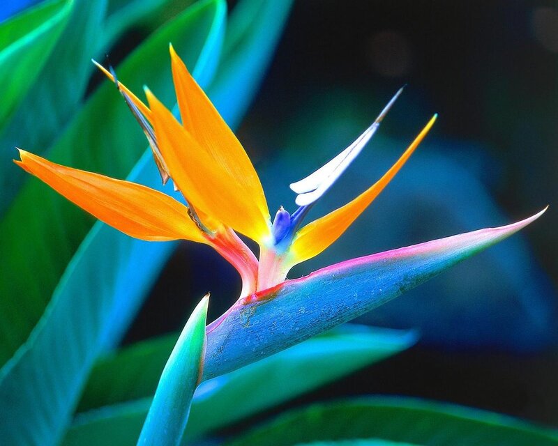 Bird of Paradise Flower — Orange, Vibrant, Photograph, Leaf