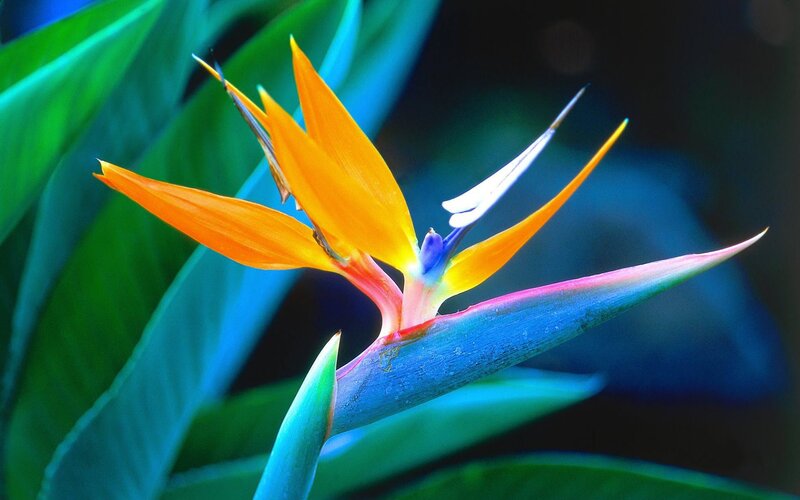 Bird of Paradise Flower — Orange, Vibrant, Photograph, Leaves, Blue, Green
