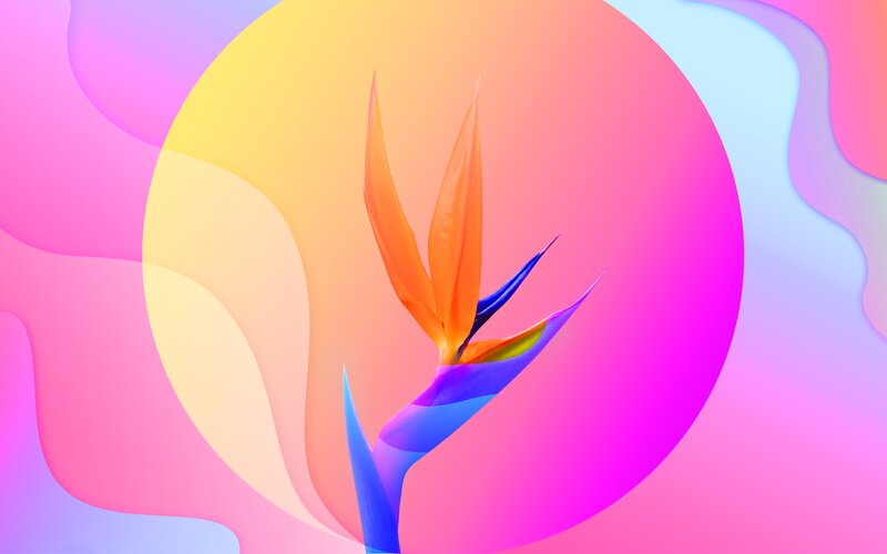 Bird of Paradise Flower — Pink