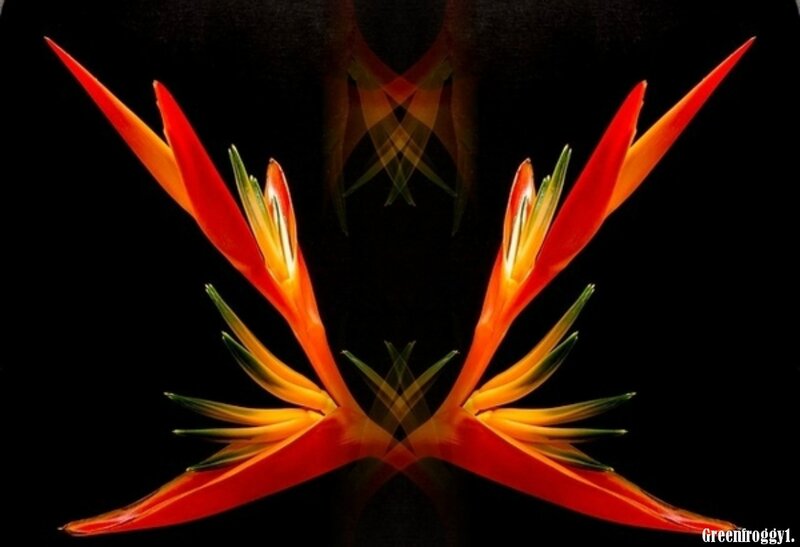 Bird of Paradise Flower — Red, Dramatic, Photograph