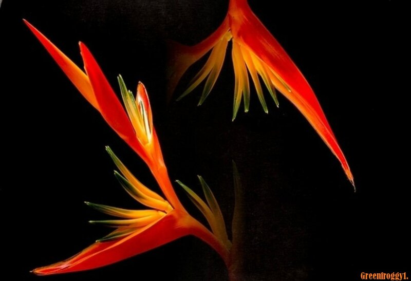 Bird of Paradise Flower — Red, Dramatic