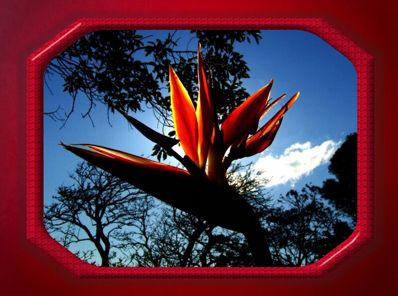 Bird of Paradise Flower — Red