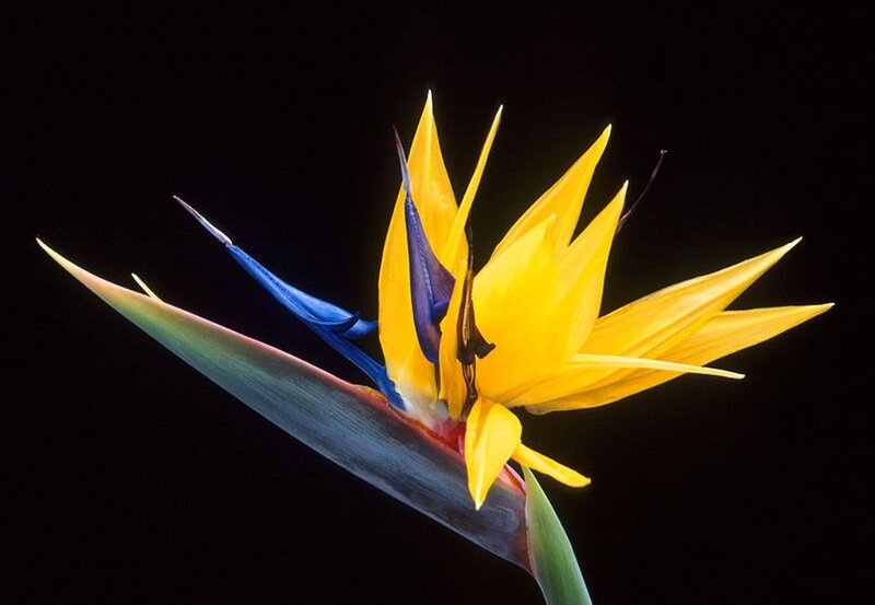 Bird of Paradise Flower — Yellow, Dramatic