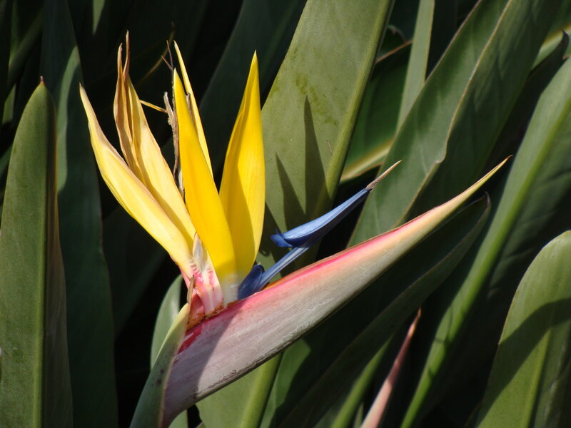 Bird of Paradise Flower — Yellow, Natural, Afternoon