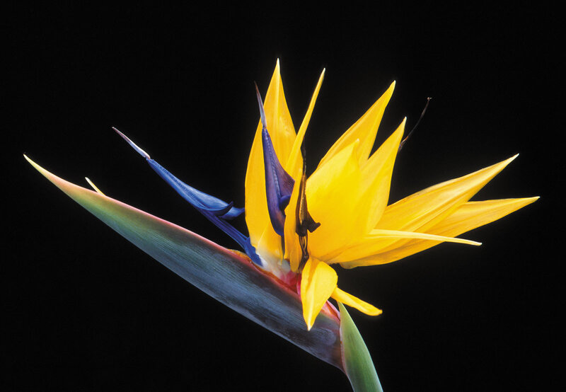Bird of Paradise Flower — Yellow
