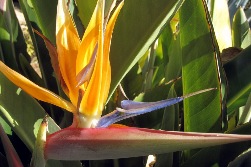 Bird of Paradise Flower — Yellow, Vibrant, Afternoon