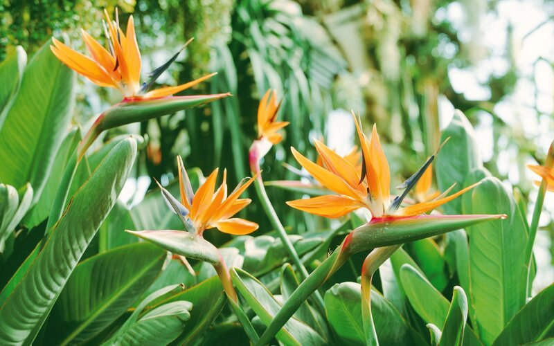 Bird of Paradise flowers in garden