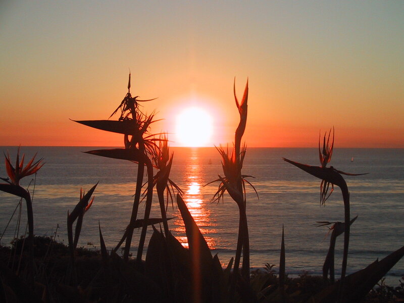 Bird of Paradise Flowers — Orange