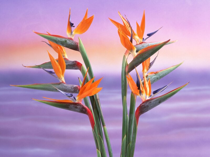 Bird of Paradise flowers