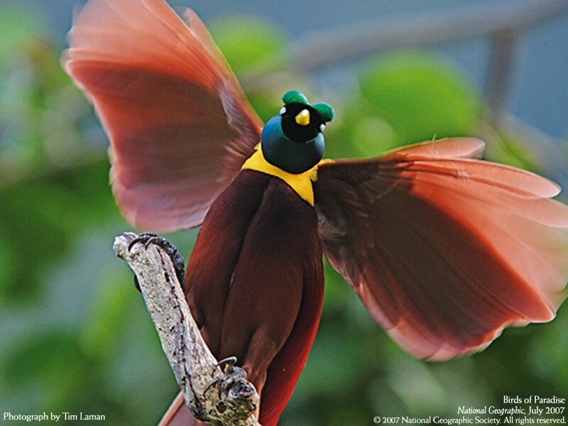 Bird of Paradise in flight