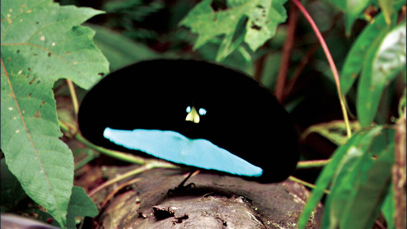 Bird of paradise in forest