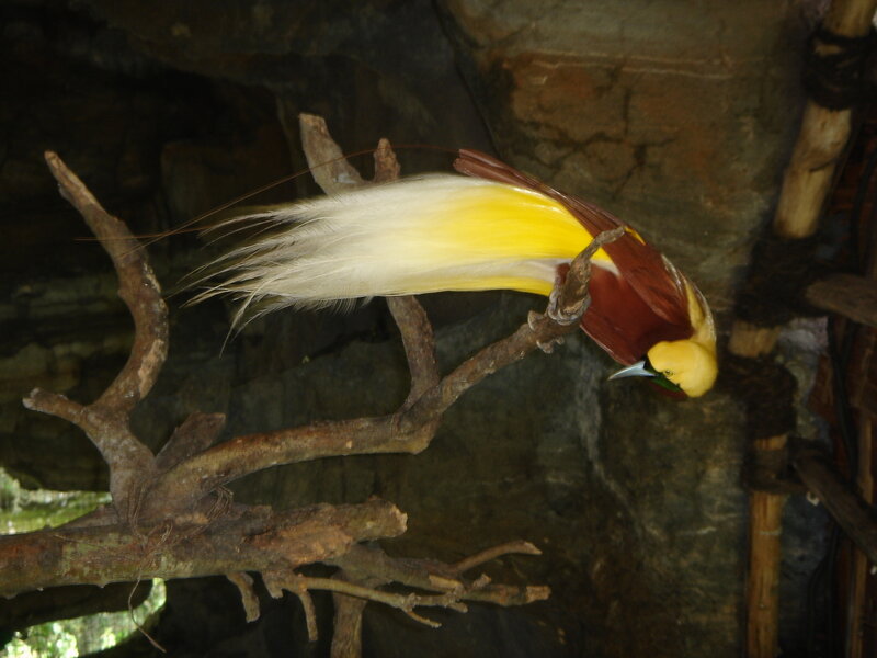 Bird of paradise on a branch
