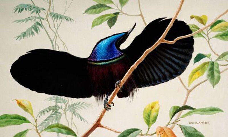 Bird of Paradise on Branch — Black