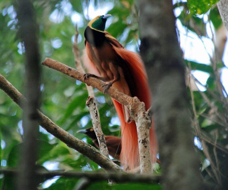 Bird of Paradise on Branch — Brown
