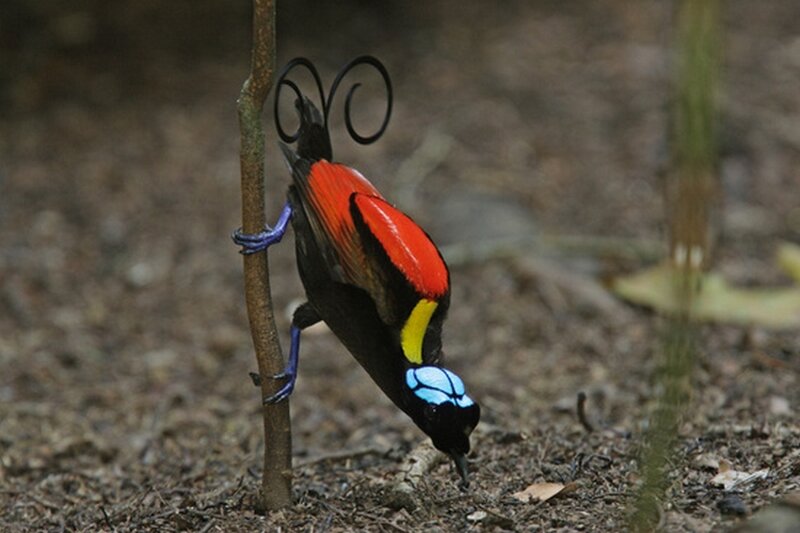 Bird of Paradise on Branch