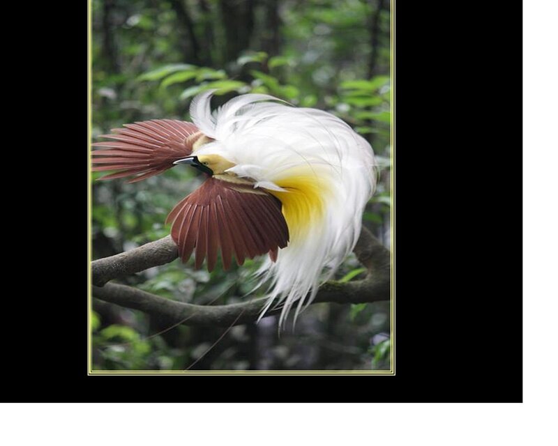 Bird of Paradise on Branch — White