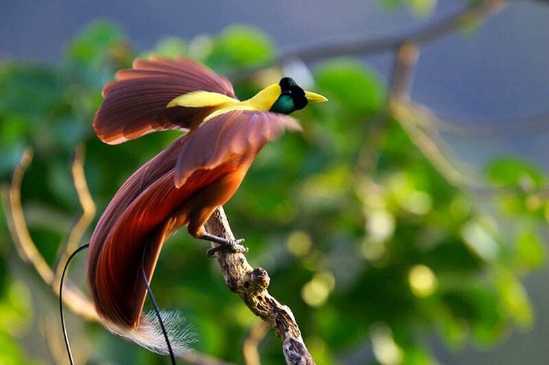 Bird of Paradise on Branch — Yellow, Natural